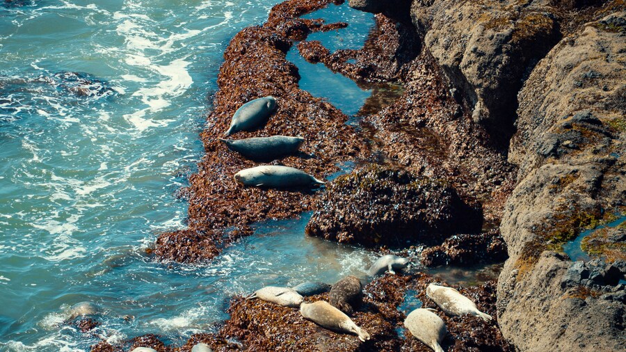 Refugio nacional de vida silvestre Seal Beach