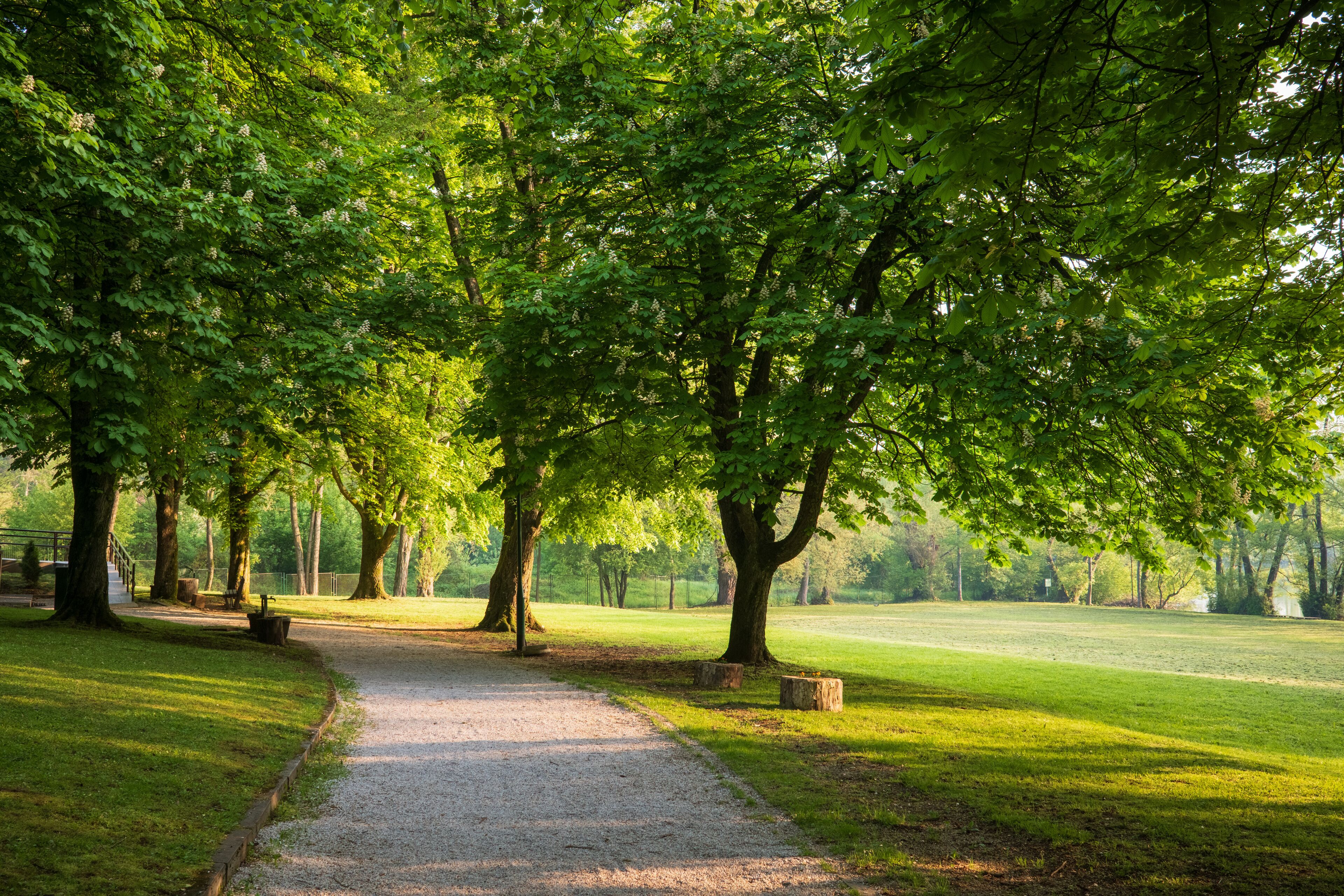 Peaceful Park Path: A serene gravel path winds through lush trees in a sun dappled park inviting peaceful strolls and nature appreciation