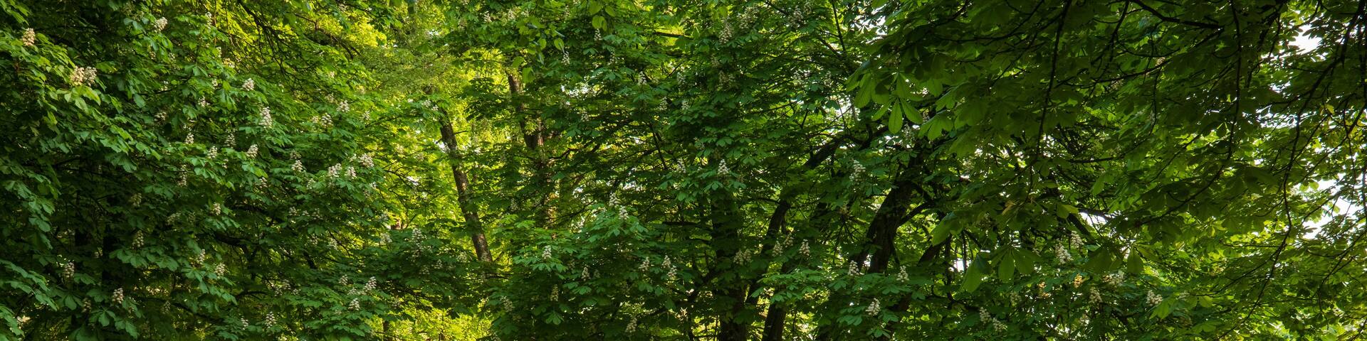 Peaceful Park Path: A serene gravel path winds through lush trees in a sun dappled park inviting peaceful strolls and nature appreciation