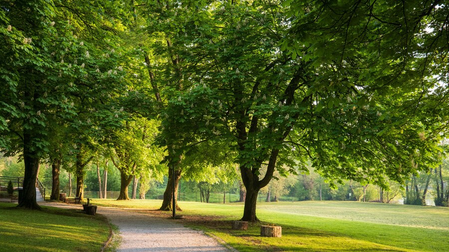 Peaceful Park Path: A serene gravel path winds through lush trees in a sun dappled park inviting peaceful strolls and nature appreciation