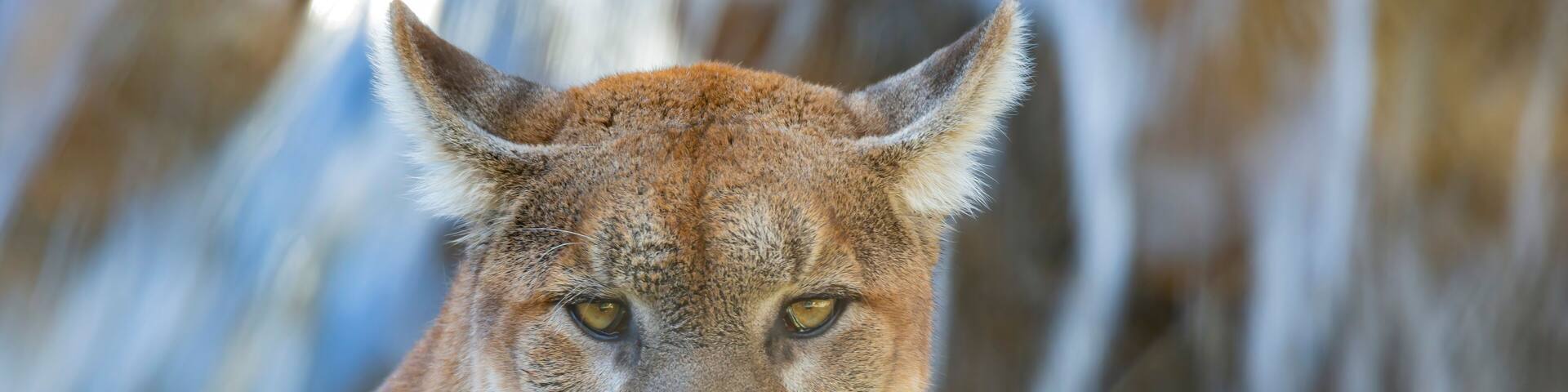 Close up shot of Florida panther