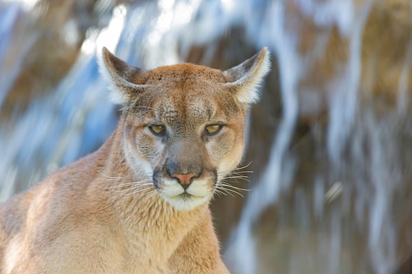 Close up shot of Florida panther