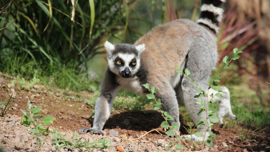 Lemure at Zoom Natural Park, Torino Italy
#Wildlife Photo Challenge