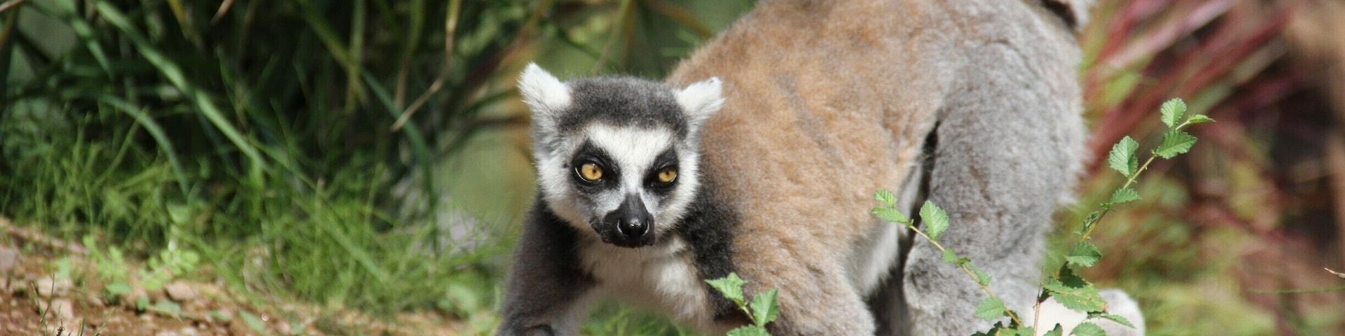 Lemure at Zoom Natural Park, Torino Italy
#Wildlife Photo Challenge