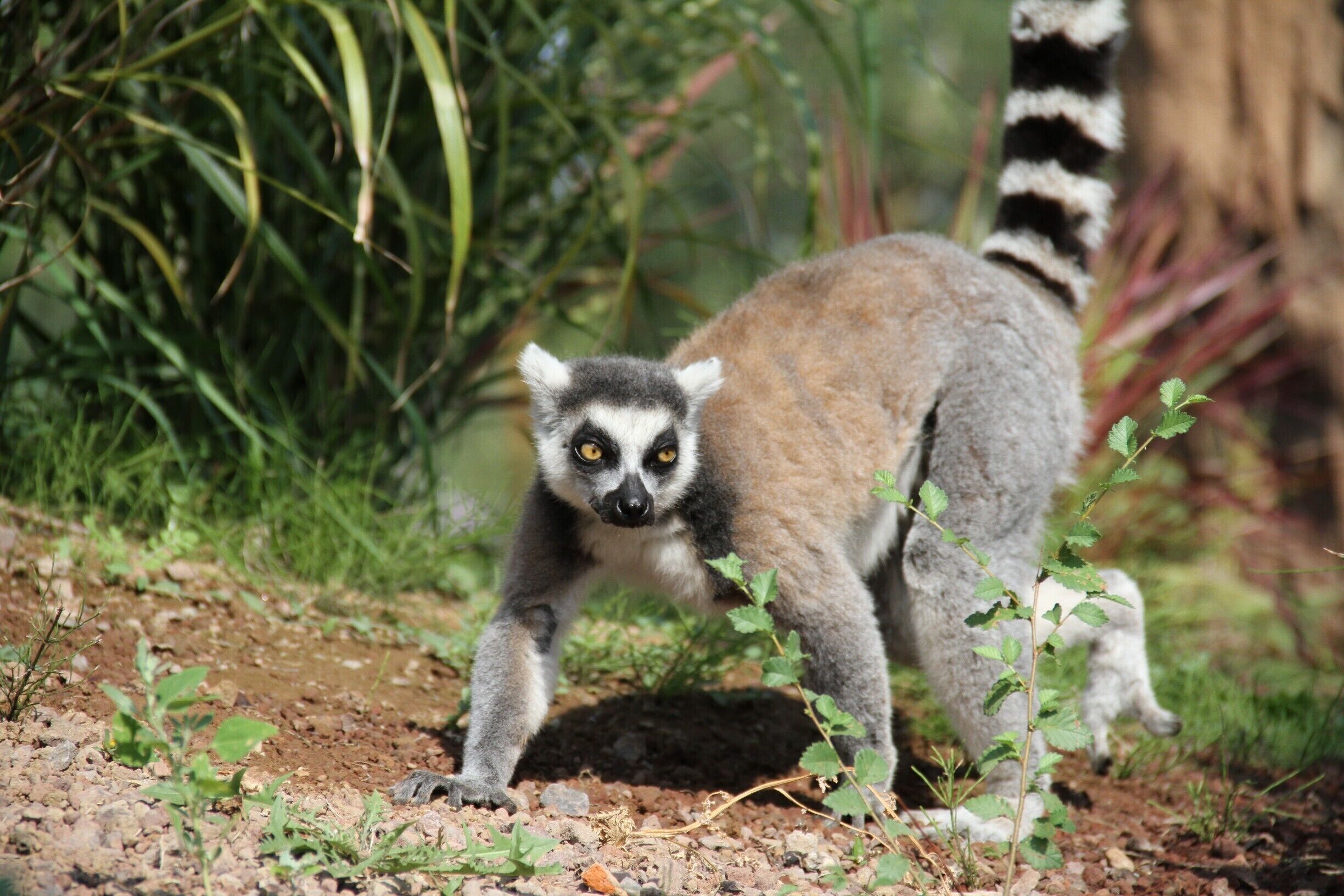 A lemur on a dirt path surrounded by greenery.