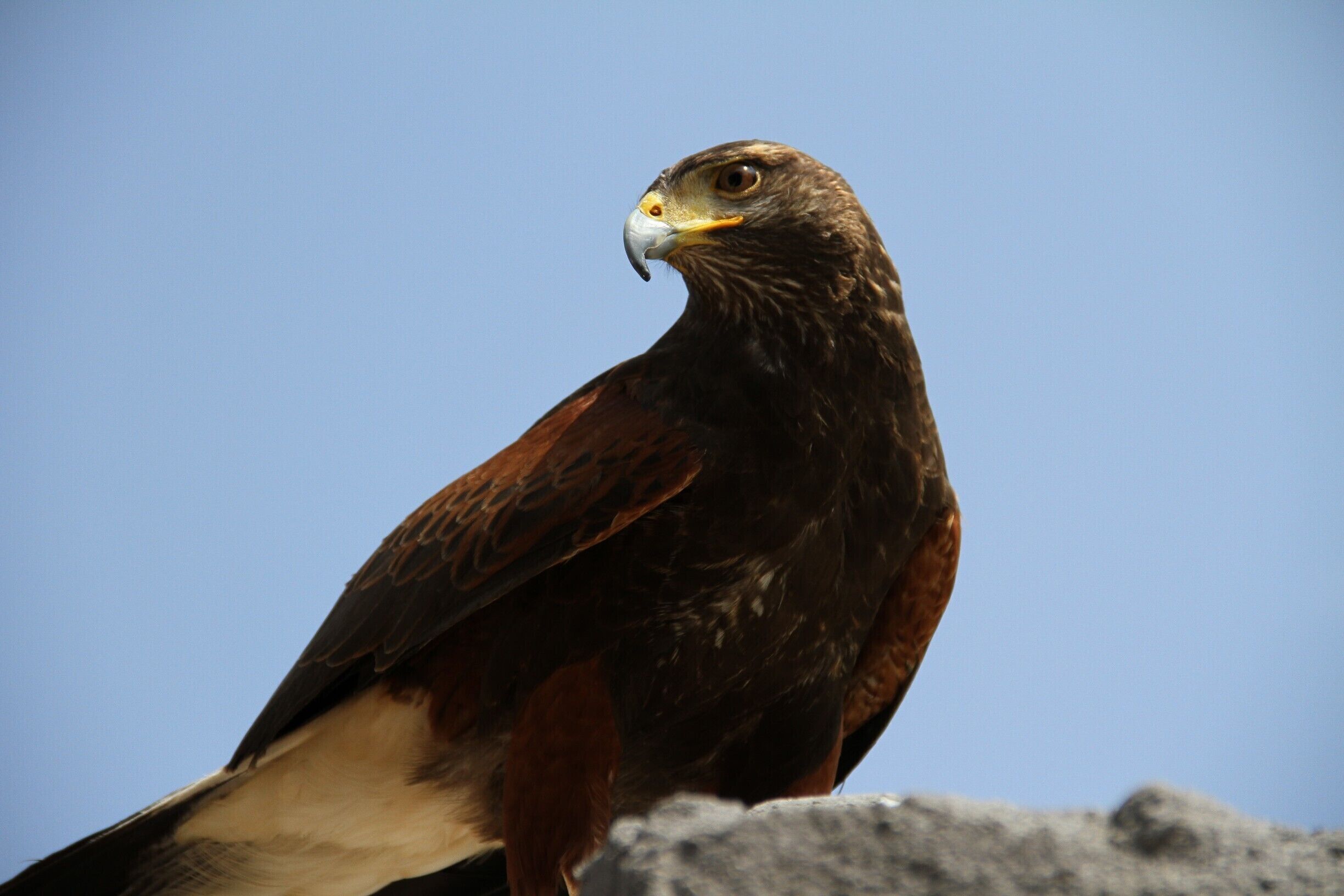 Eagle at Zoom Natural Park Near Torino, Italy
#WildlifePhotoChallenge
#Wildlife Photo Challenge