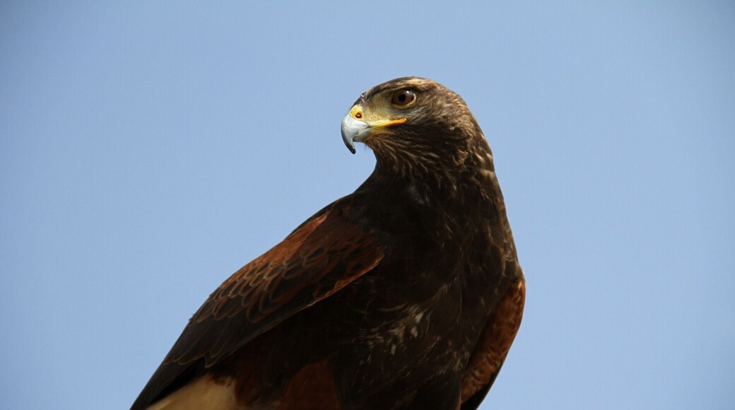 Eagle at Zoom Natural Park Near Torino, Italy
#WildlifePhotoChallenge
#Wildlife Photo Challenge