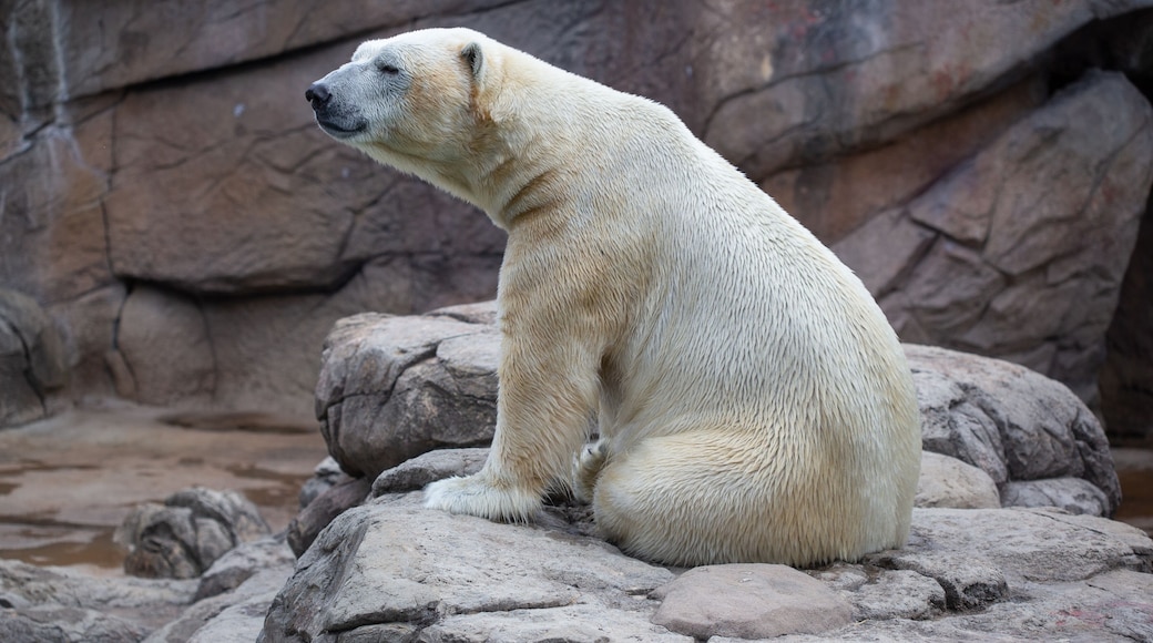 Polar bear in the zoo in Asheboro, North Carolina.