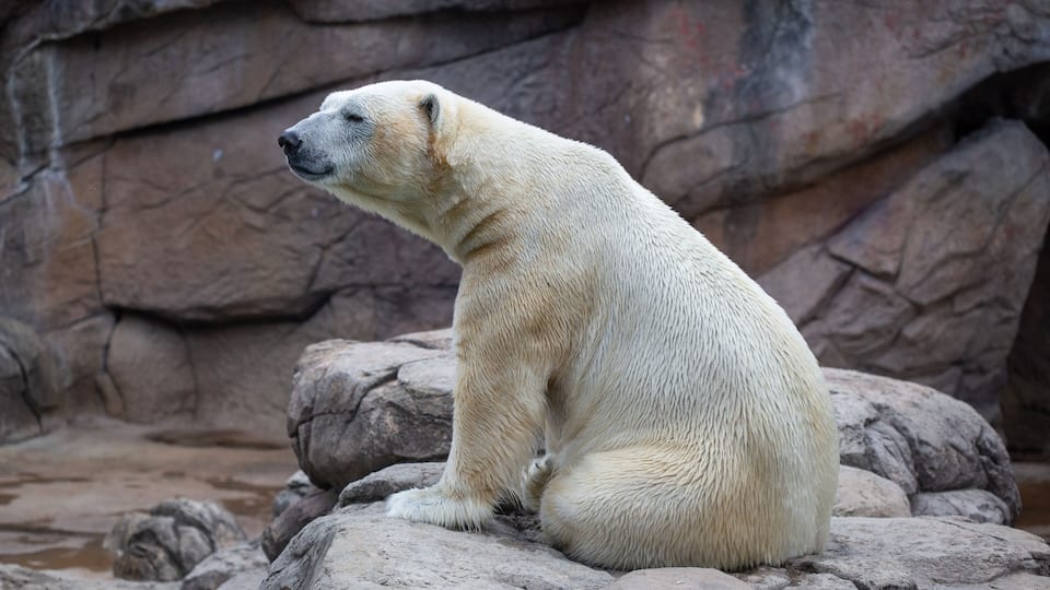 Polar bear in the zoo in Asheboro, North Carolina.