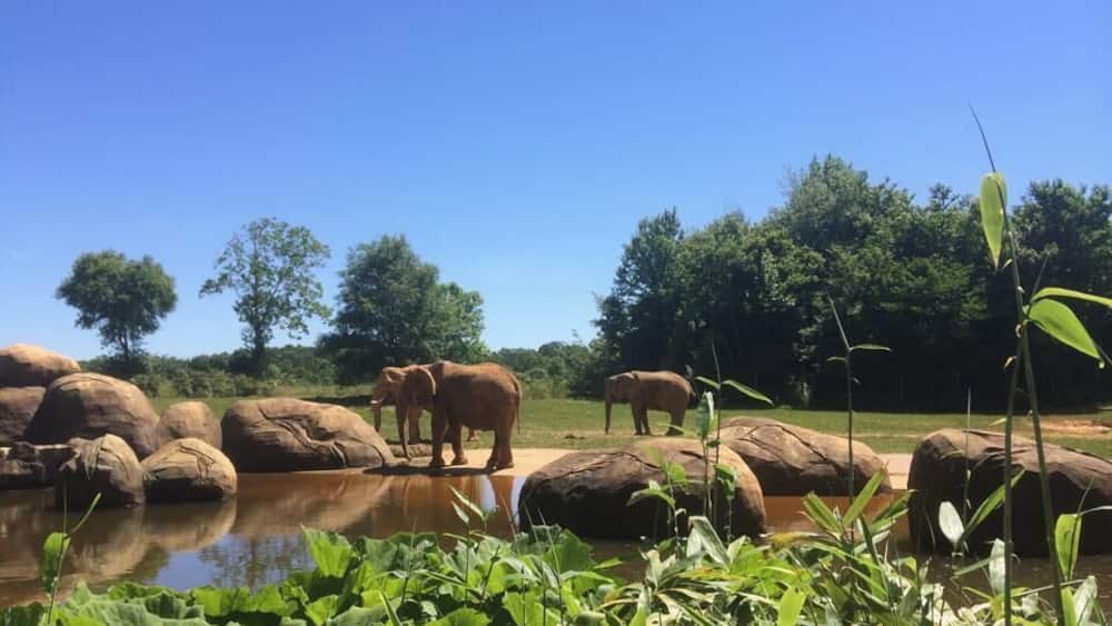 Elephants near a water body surrounded by rocks and greenery.
