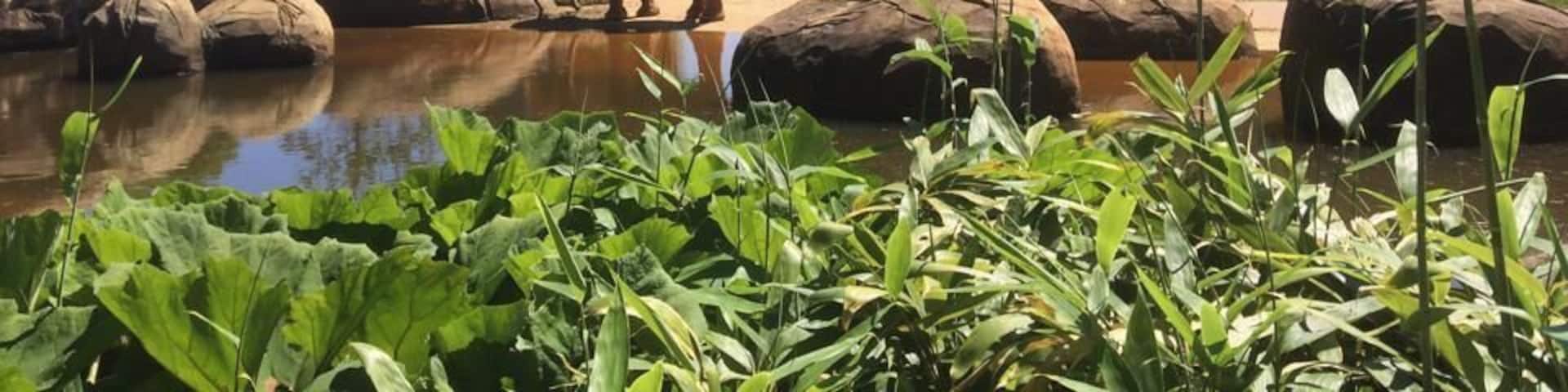 Elephants near a water body surrounded by rocks and greenery.