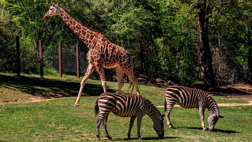 A giraffe and two zebras grazing in a grassy enclosure with trees in the background.