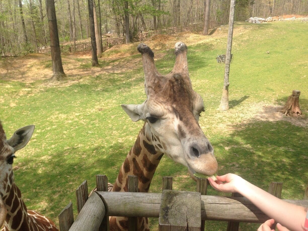 This zoo is great because it shows the animals in a more natural environment. There is a lot of walking though! You can pay a couple extra dollars to feed the giraffes too!