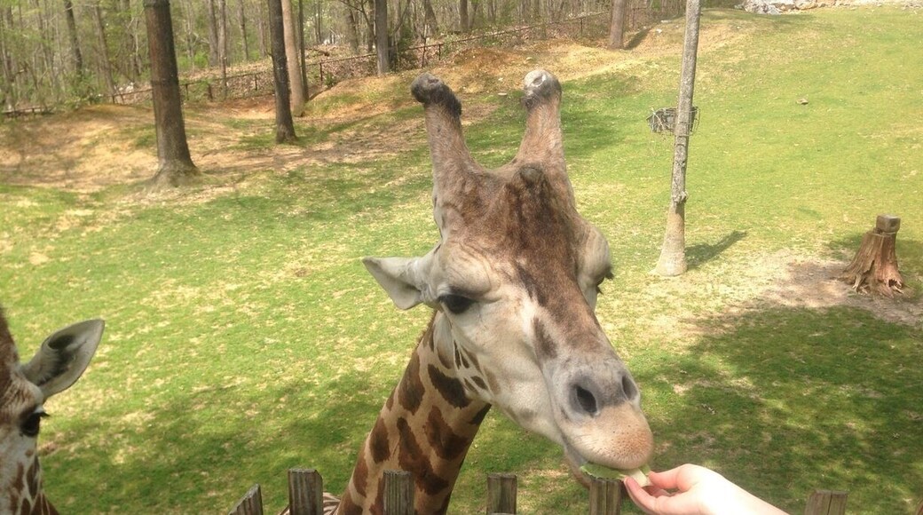 This zoo is great because it shows the animals in a more natural environment. There is a lot of walking though! You can pay a couple extra dollars to feed the giraffes too!