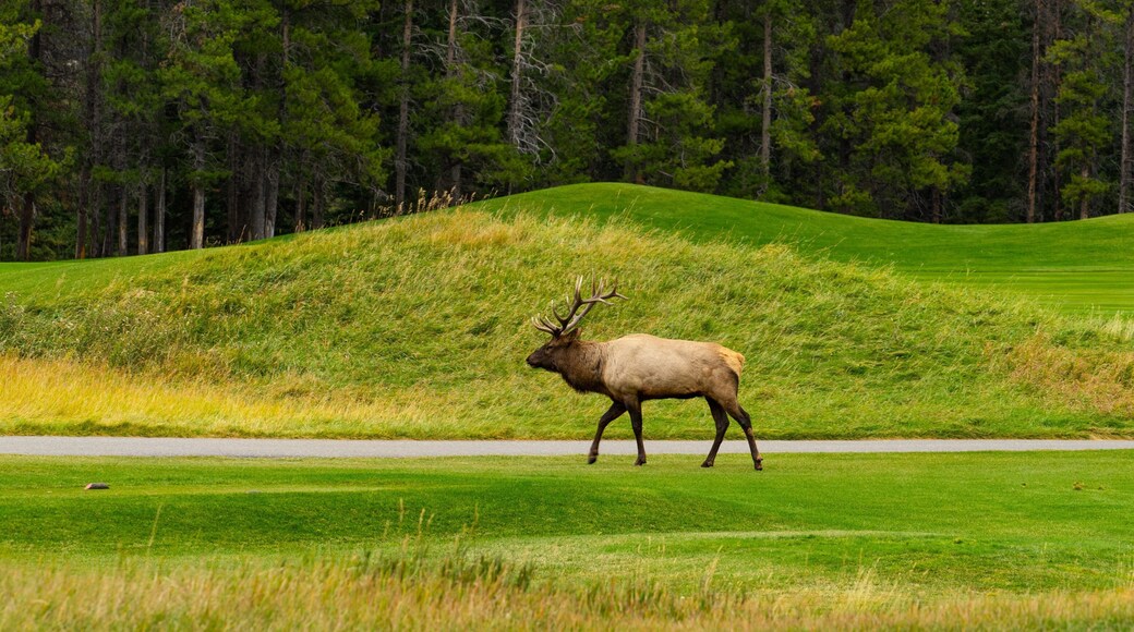 Banff Springs Golf Club showing land animals