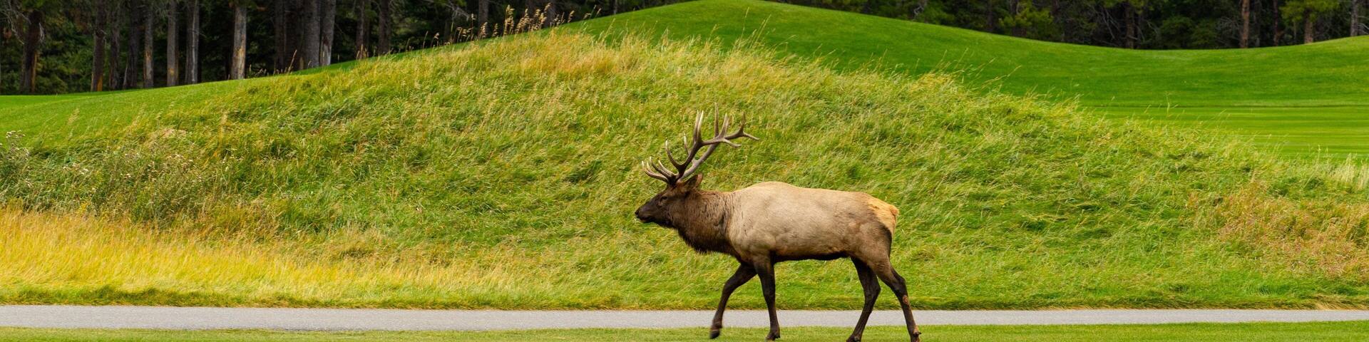 Banff Springs Golf Club showing land animals