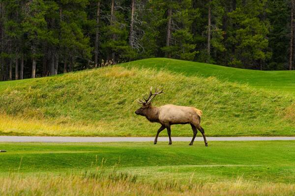 Banff Springs Golf Club showing land animals