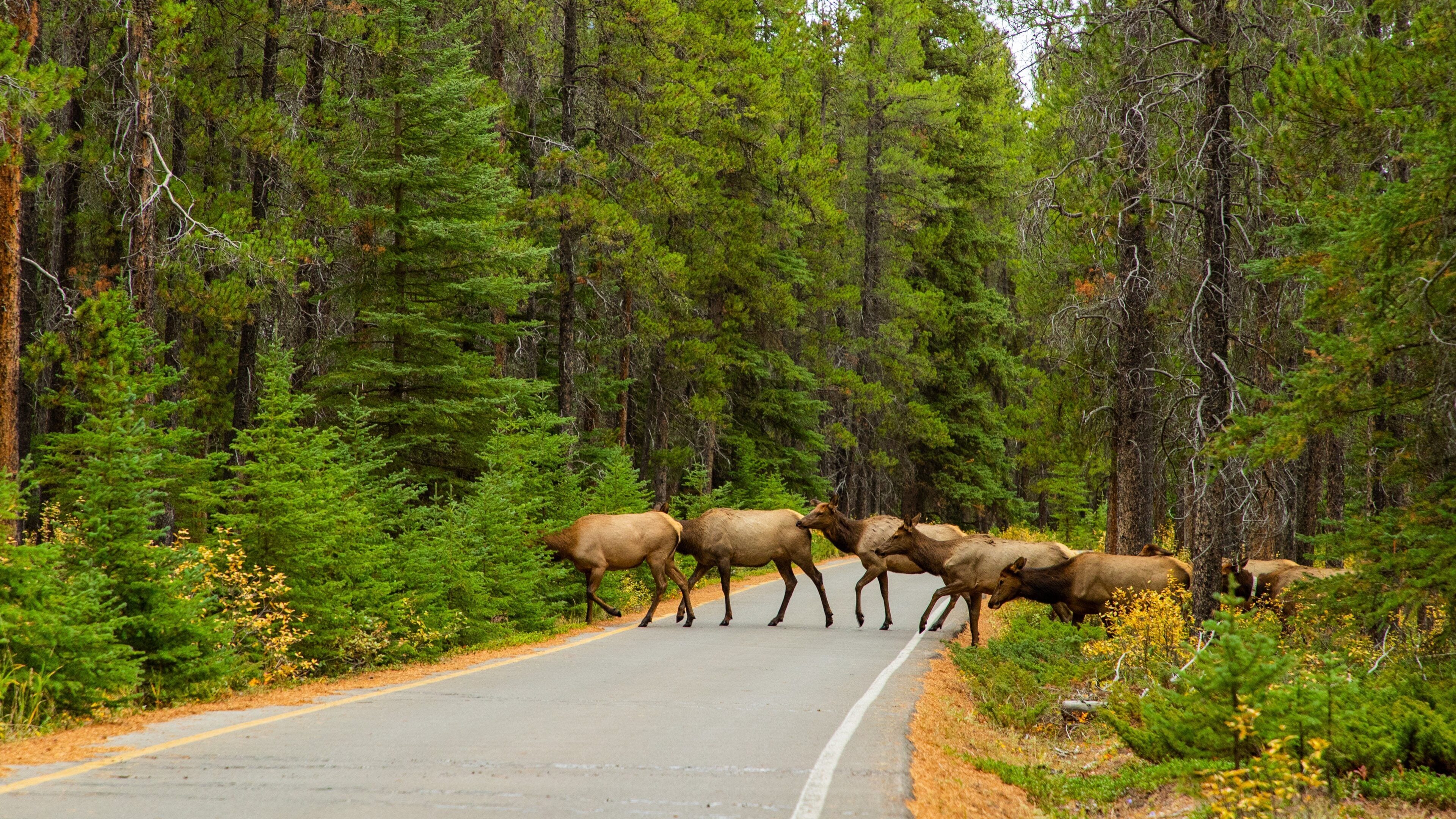 A group of elk crossing a road in a forested area.