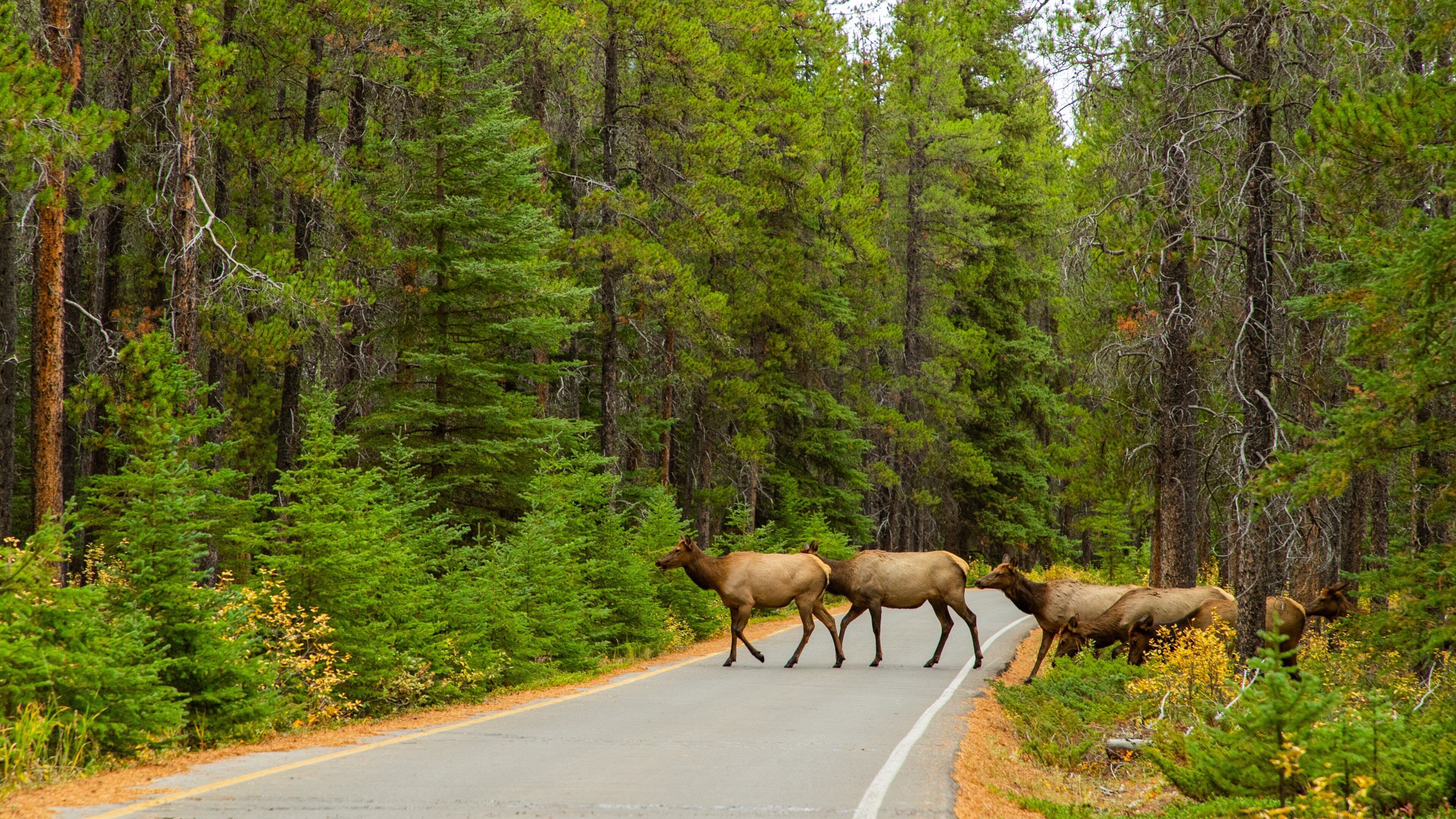 Banff Springs Golf Club featuring land animals, tranquil scenes and forest scenes