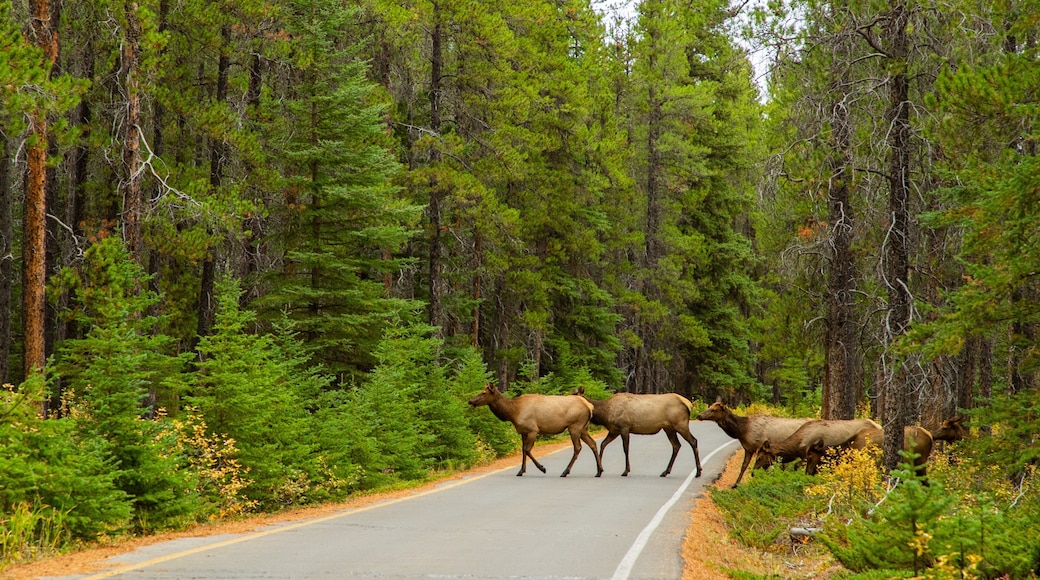 Banff Springs Golf Club featuring land animals, tranquil scenes and forest scenes