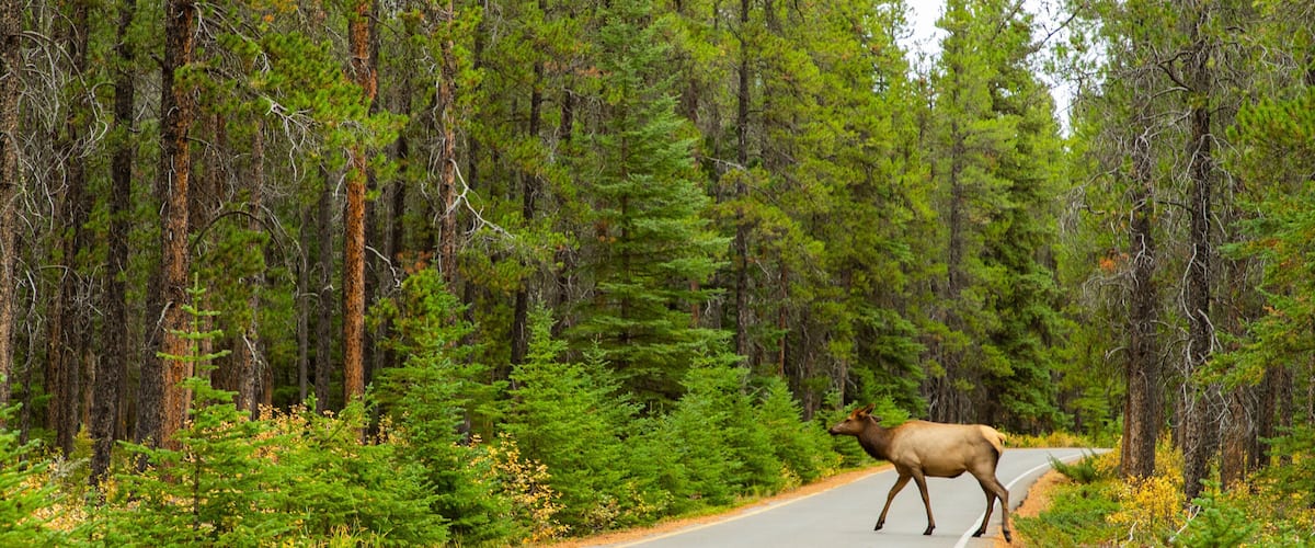Banff Springs Golf Club showing land animals, tranquil scenes and forest scenes