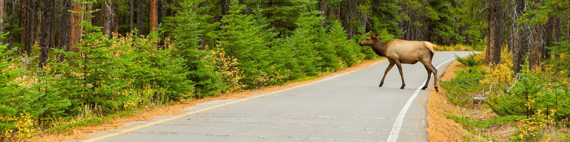 Banff Springs Golf Club showing land animals, tranquil scenes and forest scenes