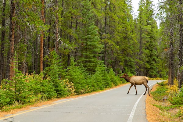 Banff Springs Golf Club showing land animals, tranquil scenes and forest scenes