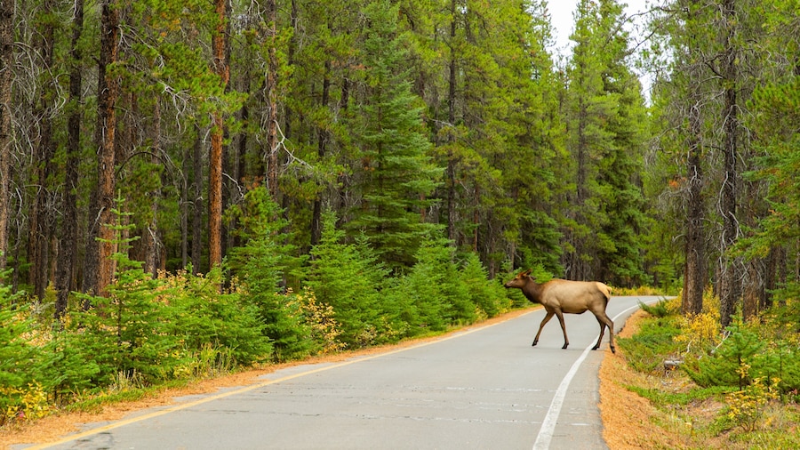 Banff Springs Golf Club showing land animals, tranquil scenes and forest scenes