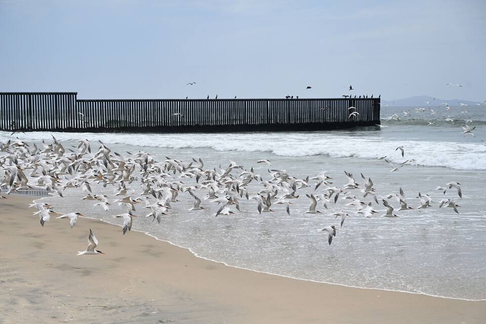 Una playa con un muelle de madera y gaviotas.