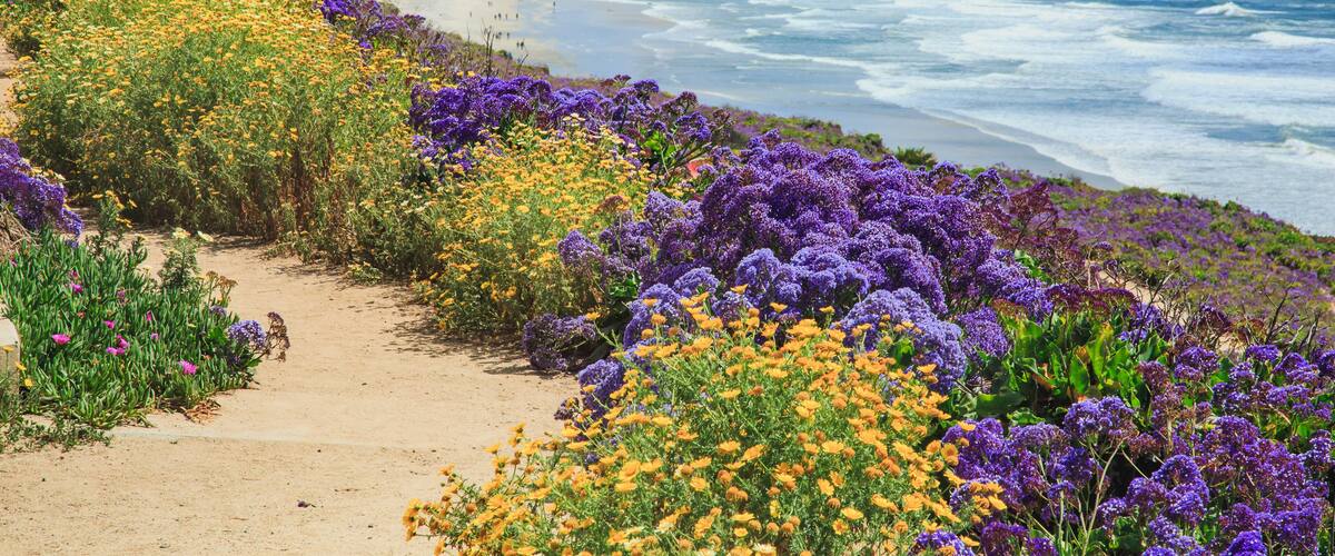 Wildflowers super bloom along Sea Cliff Coastal Trail in Del Mar, 20 miles north of San Diego in Southern California