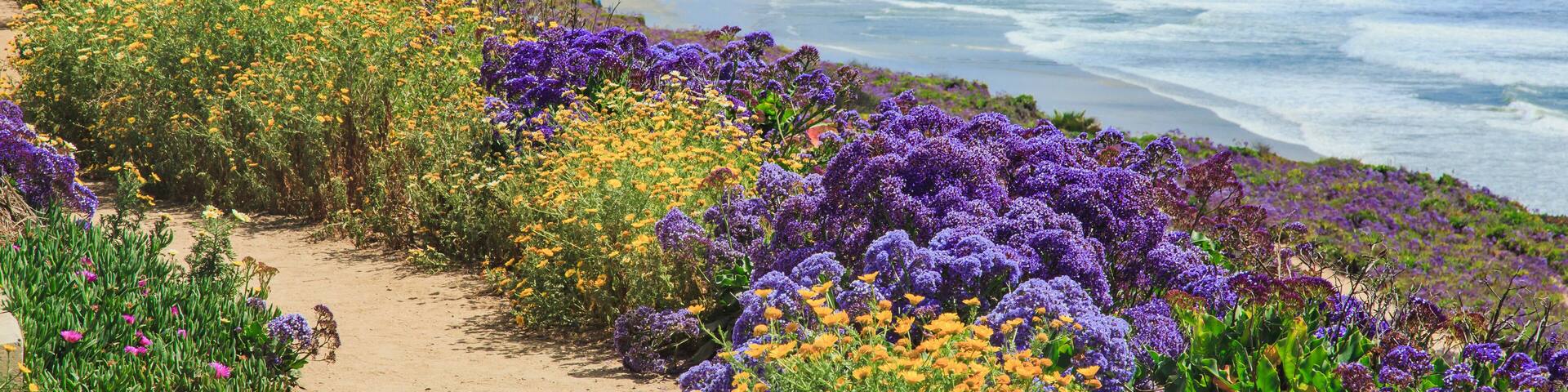 Wildflowers super bloom along Sea Cliff Coastal Trail in Del Mar, 20 miles north of San Diego in Southern California