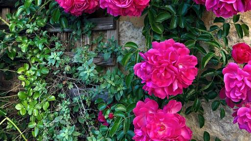 📍Saint-Cyprien, France 🇫🇷
A little floral patch in the stone city🌺
Best part of my travelling is seeing the places so rarely visited by people.
#France #GreatOutdoors #Outdoors #Flowers #history #nature #BestOfTheWorld #SaintCyprien #OnTheRoad