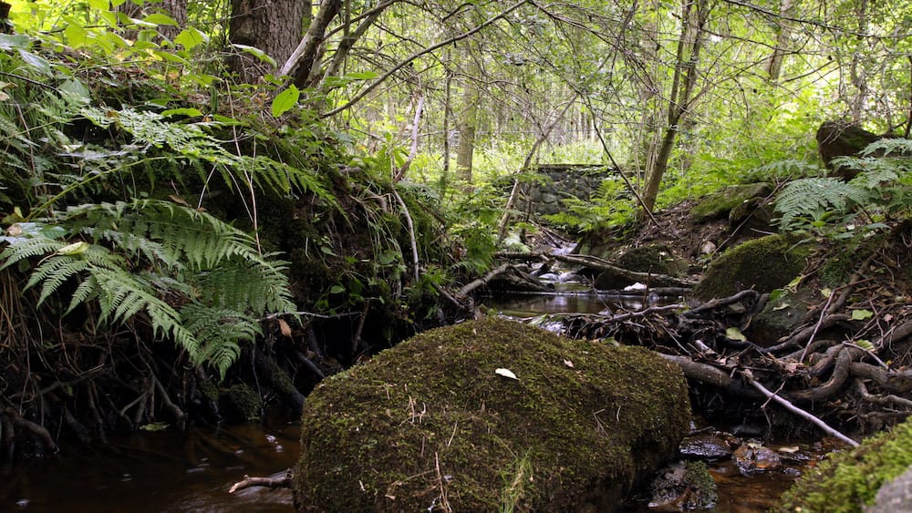 A forest stream with moss-covered rocks and dense ferns.