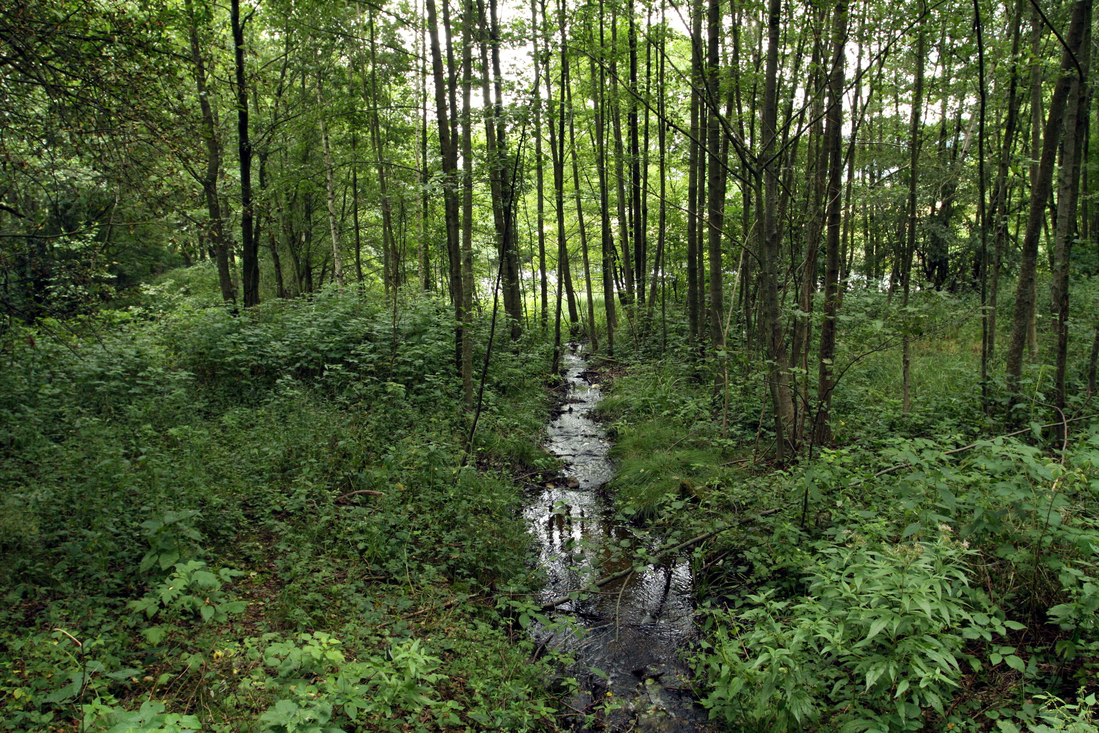 Nature reserve Libouchecké rybníčky close to Libouchec village in Ústí nad Labem District, Czech Republic