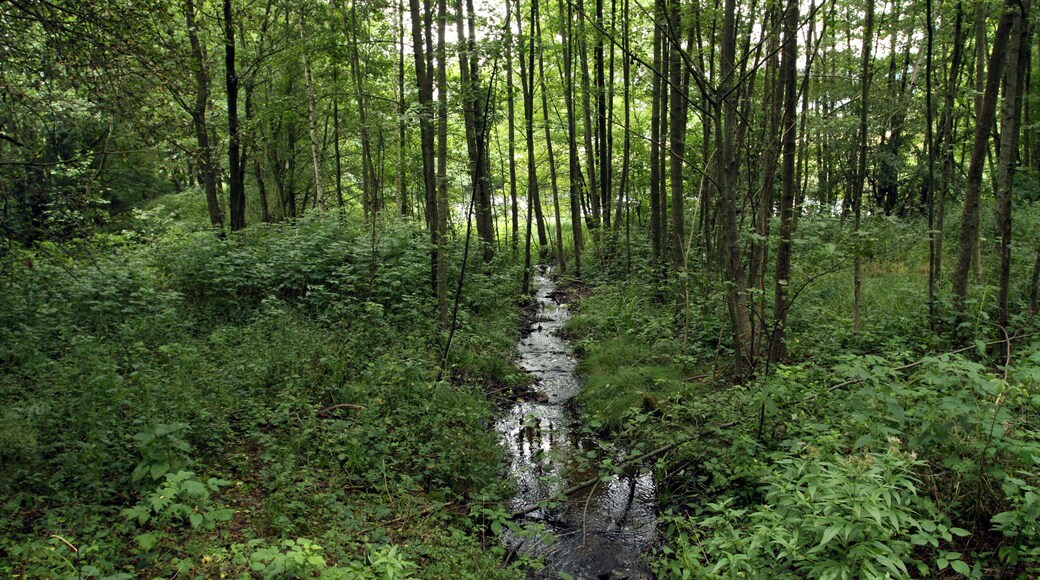 Nature reserve Libouchecké rybníčky close to Libouchec village in Ústí nad Labem District, Czech Republic