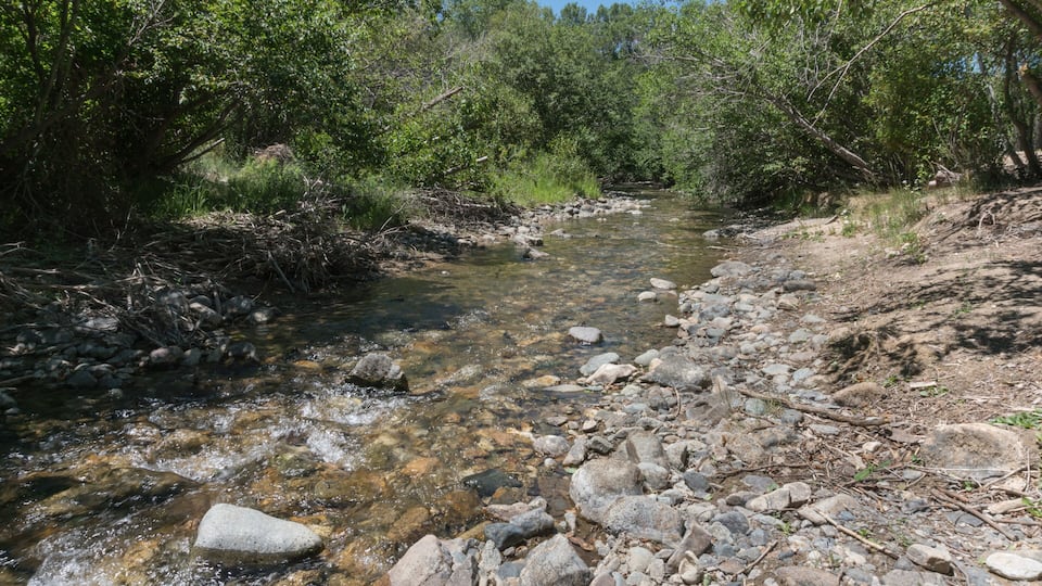 A clear stream with rocks and trees.