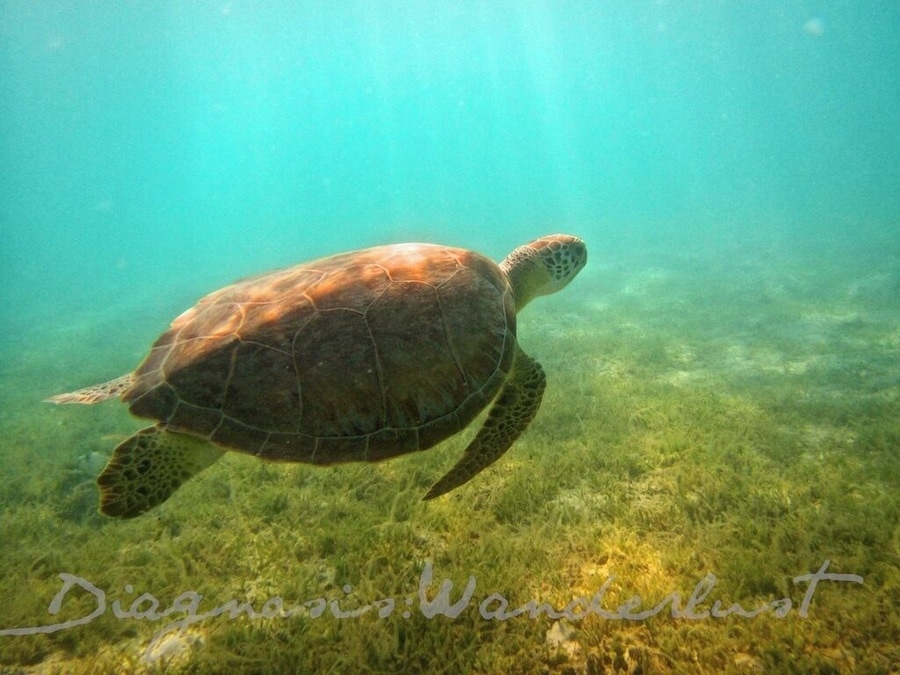 We booked a sailing excursion with Tribal Day Sail which was fantabulous!  Here is a gorgeous sea turtle we shot while snorkeling at Brewers Bay while the crew grilled up some goodies for lunch.  Brewers was our second stop on our day sail, it is close to the University of Virgin Islands and popular area for the locals.  Also a popular area for sea turtles and sting rays. 
#USVI #StThomas #seaturtles #snorkeling #TribalDaySail #sailing #waterlust