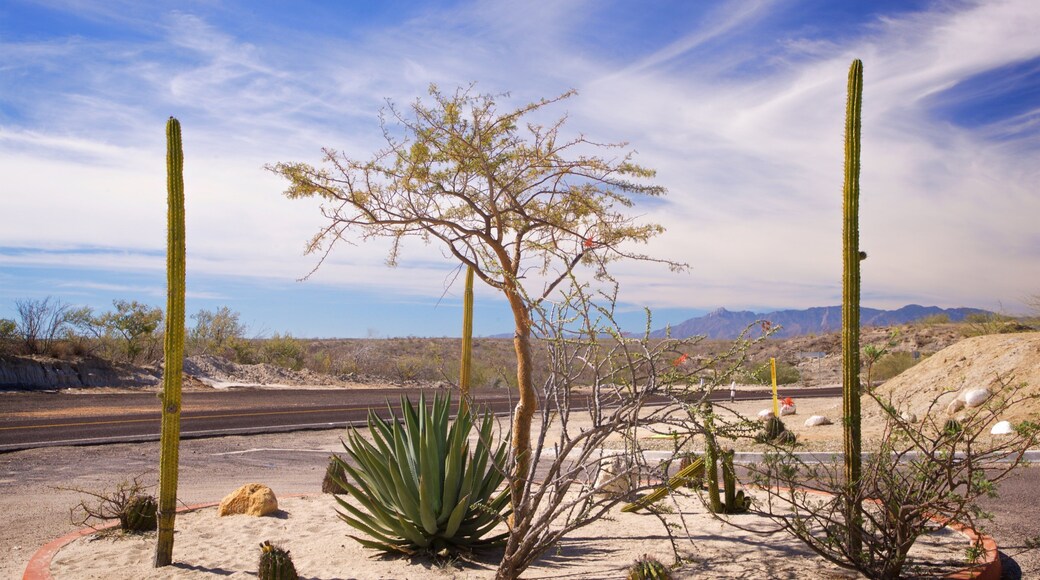 Tropic of Cancer Monument showing desert views