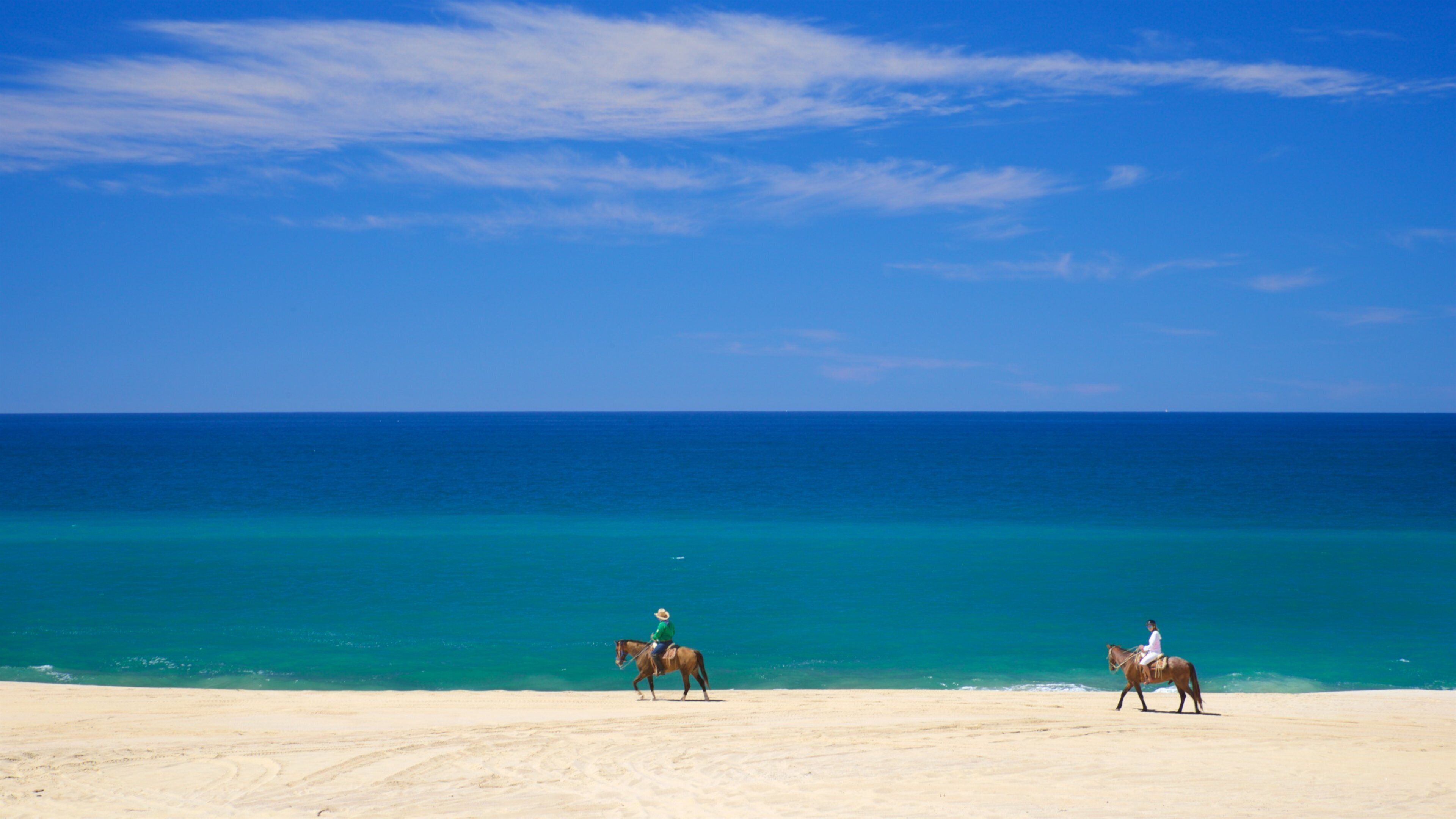 Migrino showing a beach, general coastal views and land animals