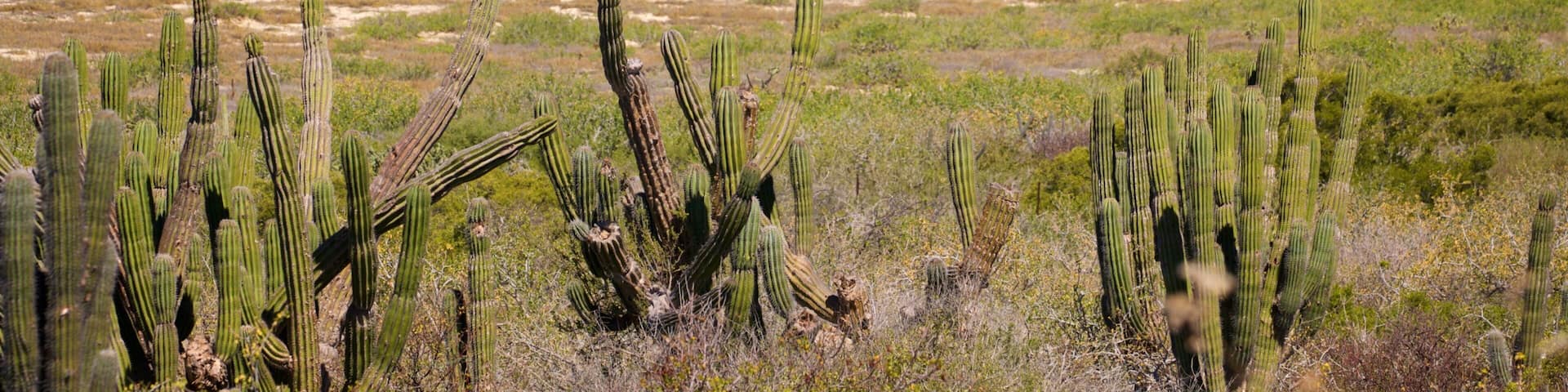 Migrino showing general coastal views