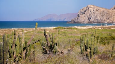 Migrino showing general coastal views
