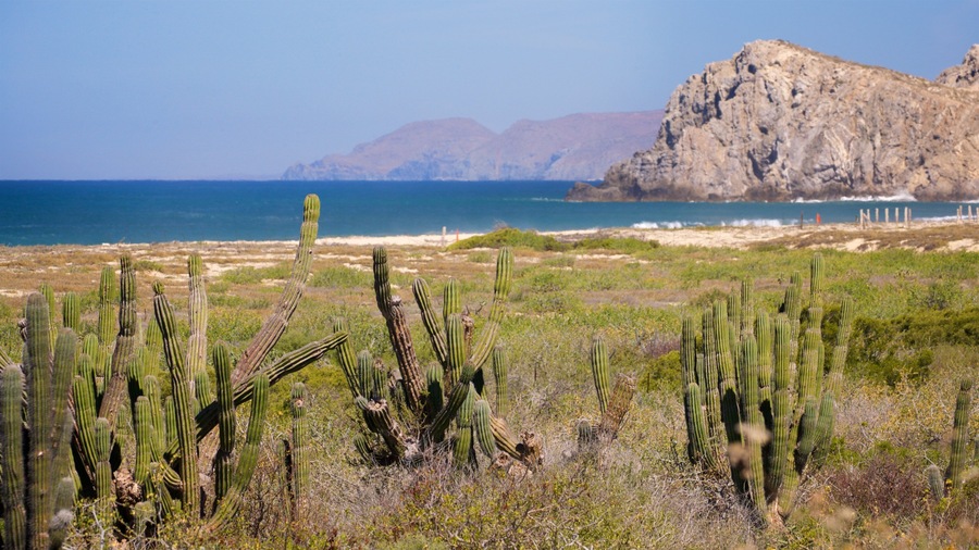 Migrino showing general coastal views