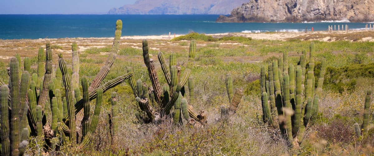 A desert landscape with tall cacti and a rocky mountain in the background.