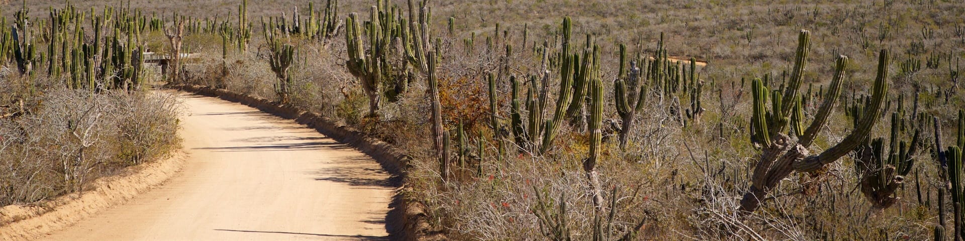 A dirt road winding through a desert landscape with tall cacti and mountains in the background.
