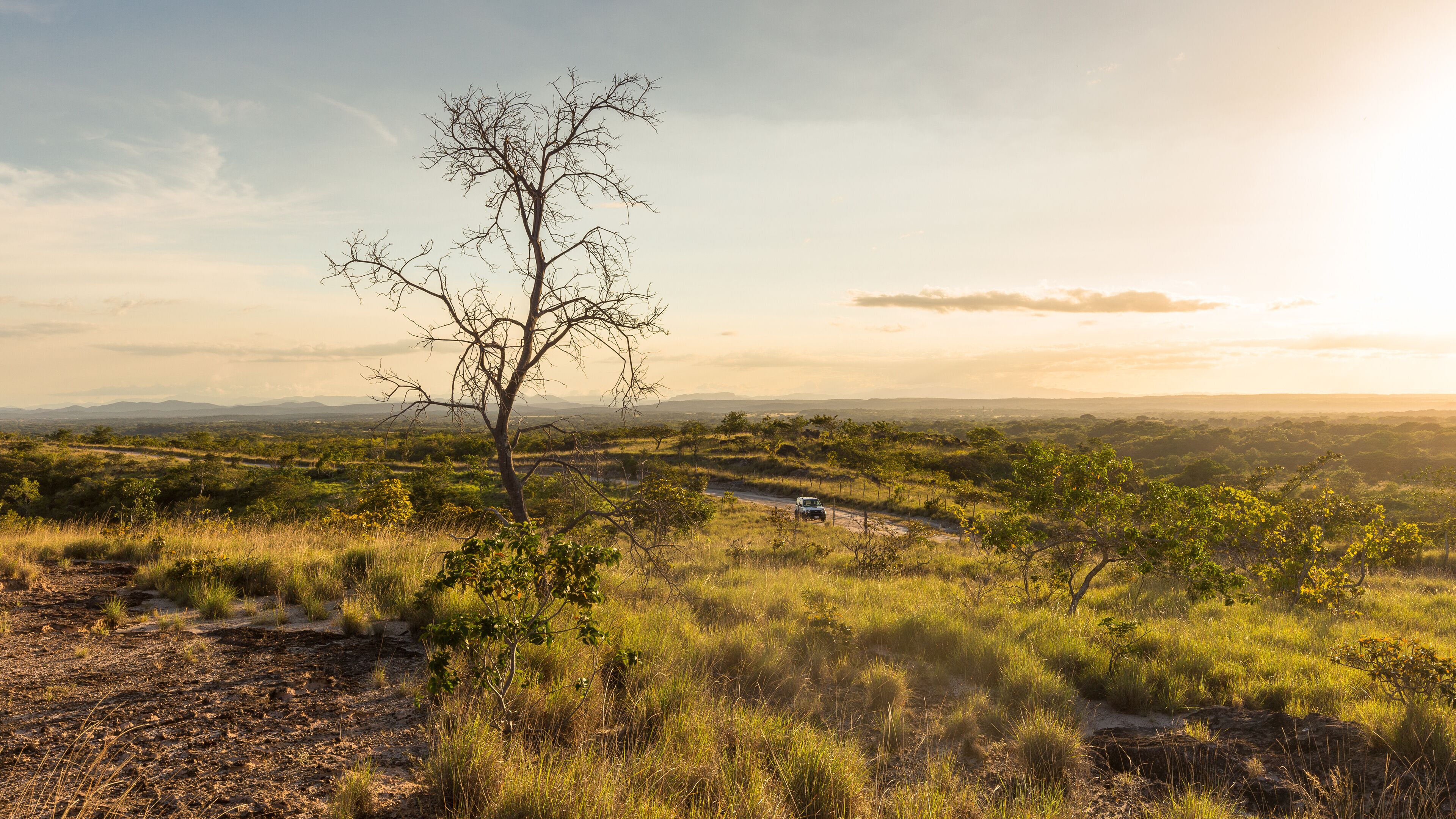 A landscape with a lone tree, a dirt road, and distant mountains under a clear sky.