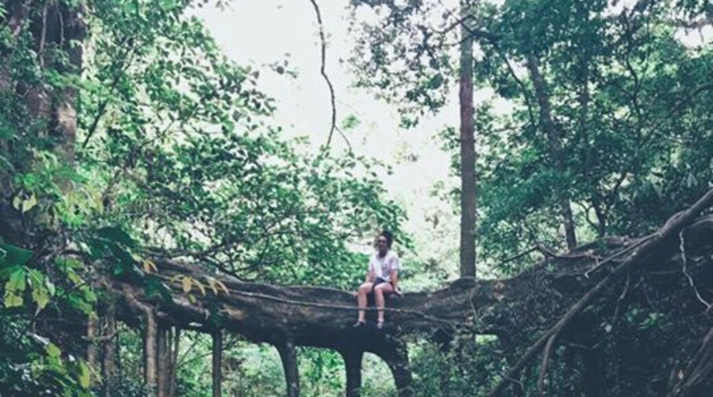 This is the Root Bridge. I can't quite remember how to get to it, but you have to trek through the forest a bit. You can always ask the locals.