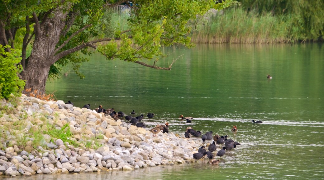 Mainau Island which includes a lake or waterhole and bird life