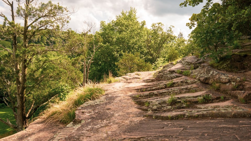 A rocky trail surrounded by dense green foliage.