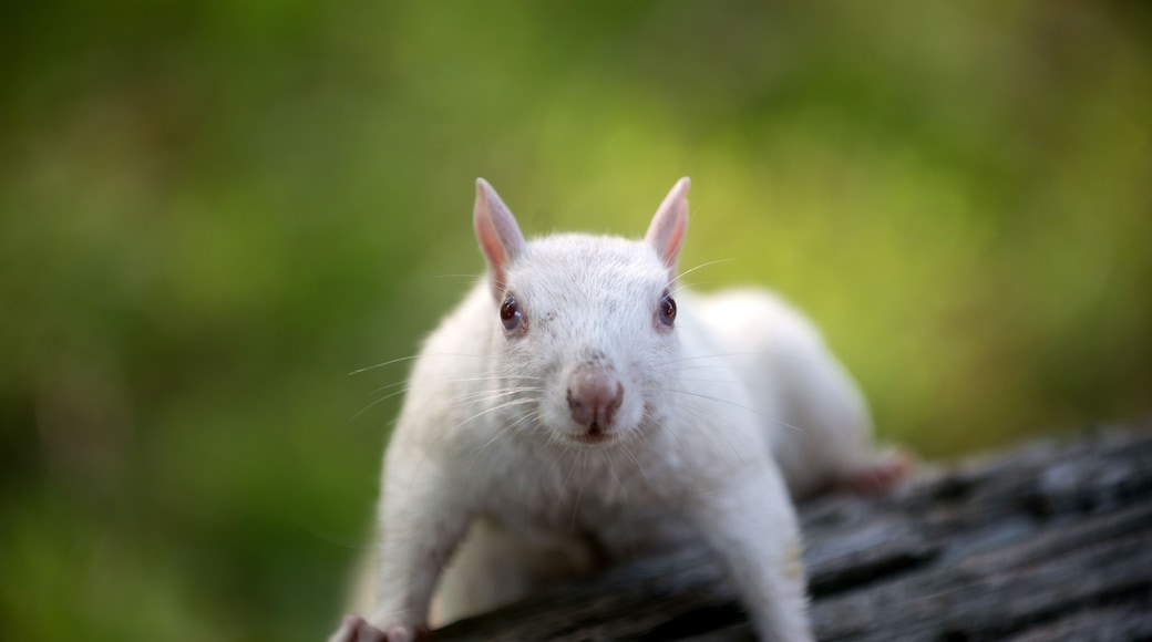 Un animal blanco con orejas rosadas sobre una superficie de madera.