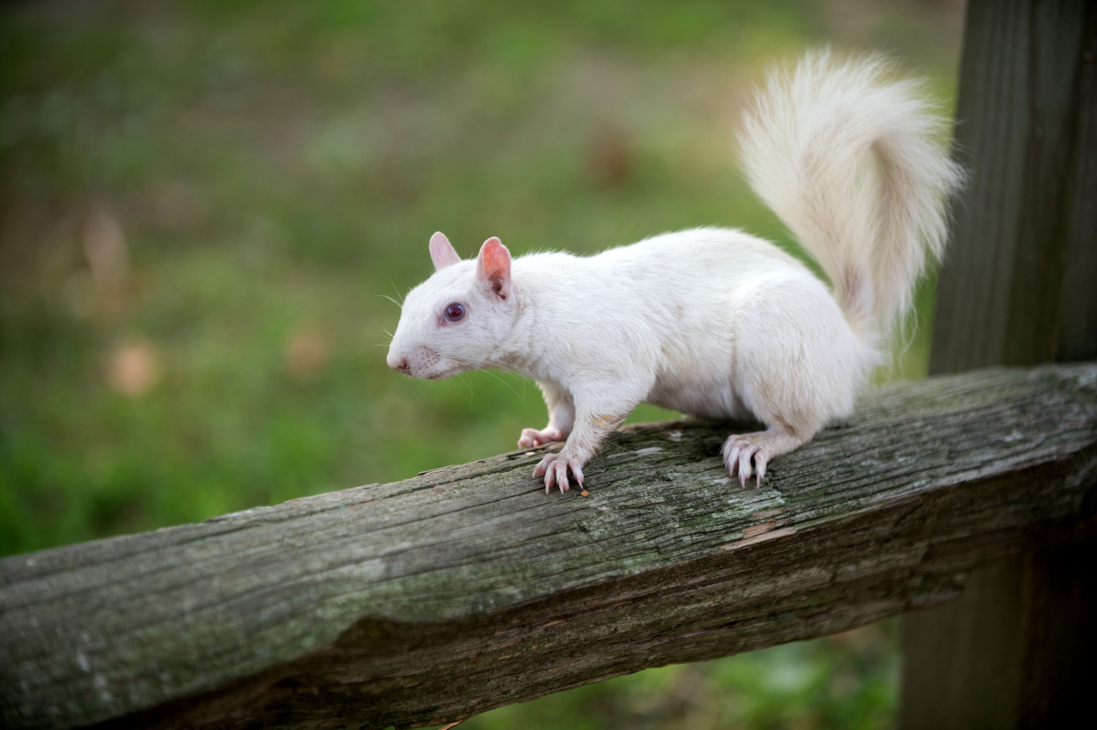 Una ardilla blanca sobre una valla de madera.